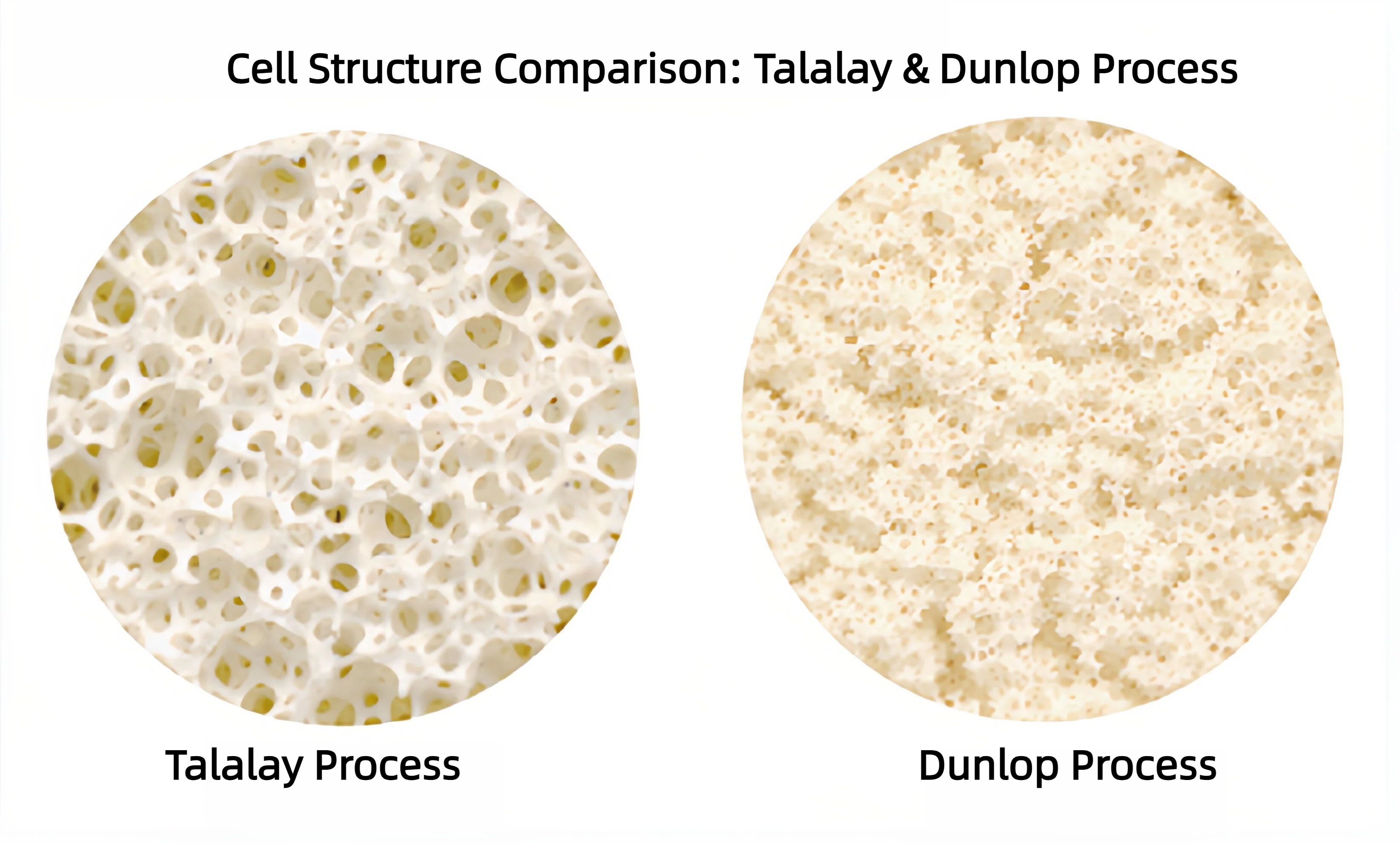 Cell Structure Comparison: Talalay & Dunlop Process