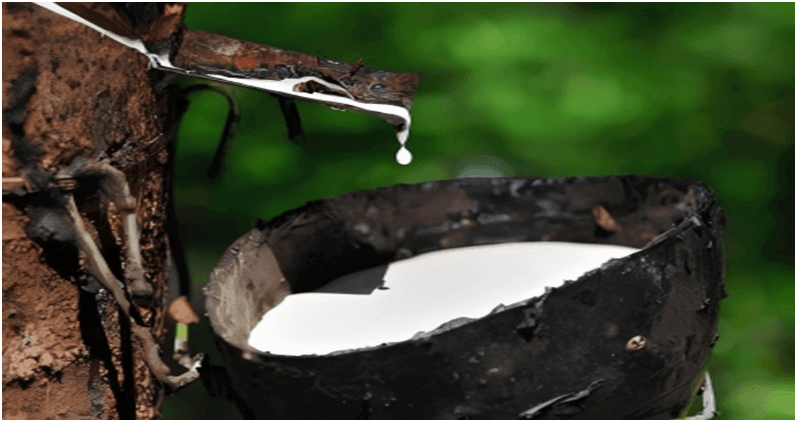 Natural latex dripping from a rubber tree into a collection bowl, milky white liquid